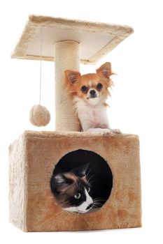 purebred chihuahua and siamese cat on a scratching post