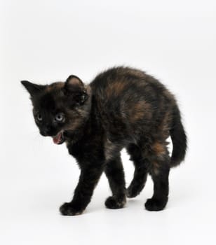 a frightened kitten in front of white background
