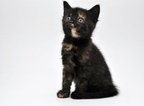 a studio portrait of a kitten on white background