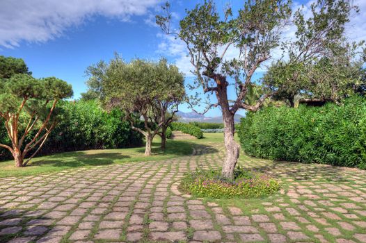 A luxurious Mediterranean Garden Plants with paved
