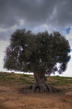 ancient olive tree in the interior of an archaeological park