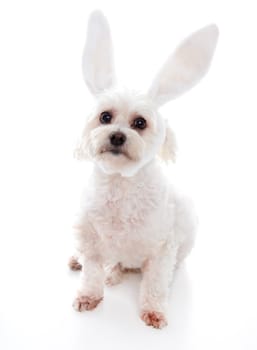 An alert white fluffy little dog wearing white bunny ears, suitable for humour or easter.  White background.