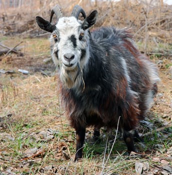 bearded goat with horns