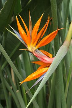 Nice Strelitzia in tropical greenhouse