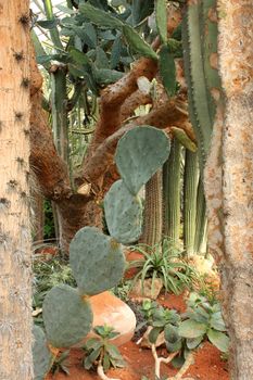 A lot of cactus in greenhouse