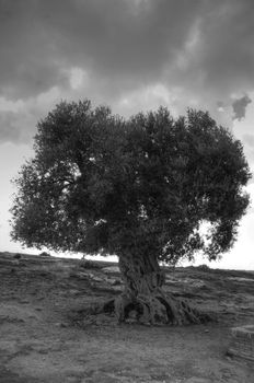 Ancient olive tree to the Internal dela archaeological zone in the Valley of the Temples