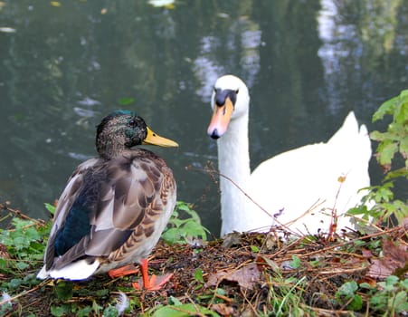 duck and a swan in a pond