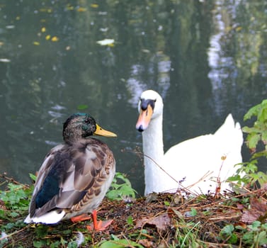 duck and a swan in a pond