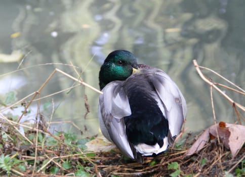 duck  in a pond
