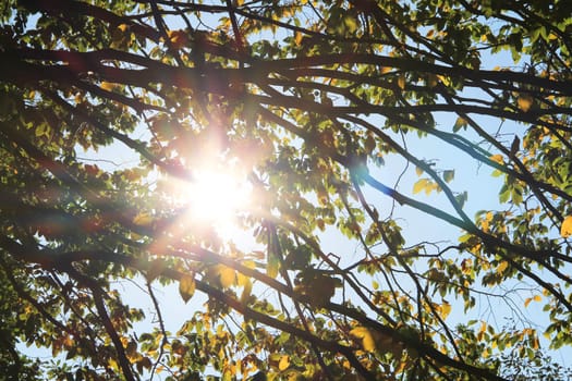 Sun's rays filtering through the branches in autumn park