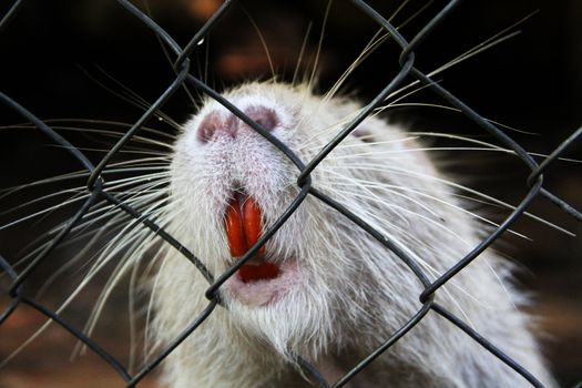 Nutria in zoo cage. Animals in captivity
