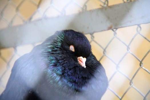 Dove sitting in a cage with eyes closed. Shallow Depth of Field
