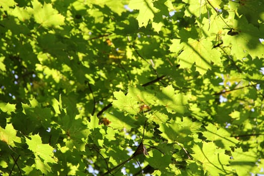 Autumn maple branches with green leaves. Background