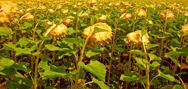 Unripe Sunflower Field in Southern France