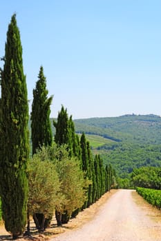 Cypress Alley Leading To The Farmer's House In Tuscany