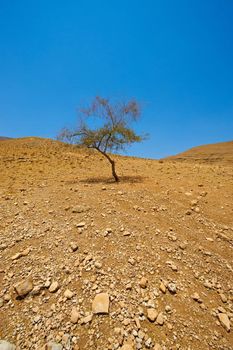 Stones and Tree in Sand Hills of Samaria, Israel