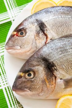 Gilt-head (Sparus aurata)  on plate ready to be cooked