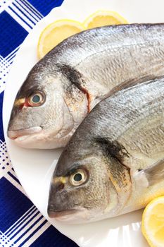 Gilt-head (Sparus aurata)  on plate ready to be cooked