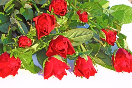 Flowers of red roses on white background