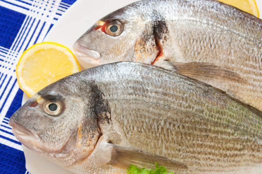 Gilt-head (Sparus aurata)  on plate ready to be cooked