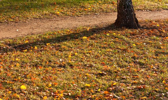 Fall ground with a tree and a small path