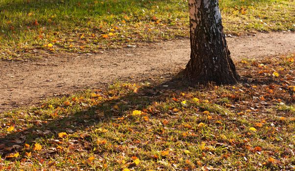 Fall ground with a tree and a small path