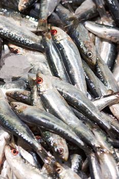 Fresh sardines, just caught,t for background 