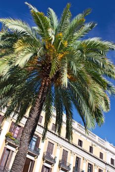 Scene from the city of Barcelona in Europe, with its palm trees and its typical architecture