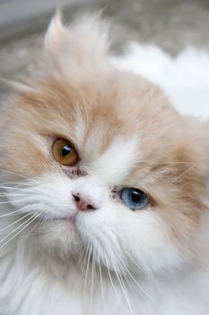 Close up view of cat with unusual eyes