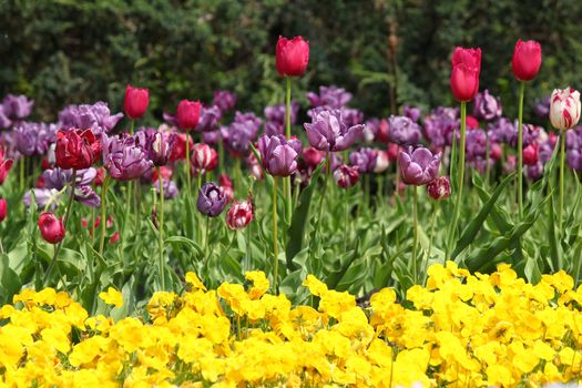 flower garden with tulip