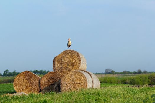 field with white stork and straw bale