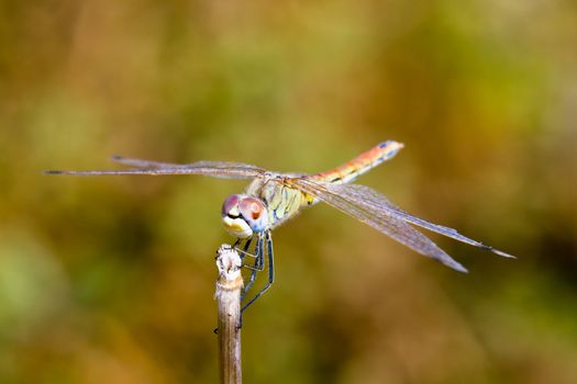 Image of a dragonfly ( sympetrum sp ) accomplished like photo of approximation.