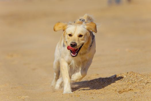 Nice specimen of dog of the race Golden Retriever running