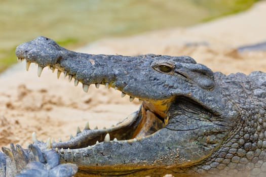 Detail of the head of a nile crocodile, Crocodylus niloticus