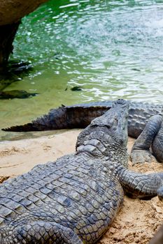 Detail of the head of a nile crocodile, Crocodylus niloticus