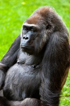 Beautiful specimen of gorilla seated placidly