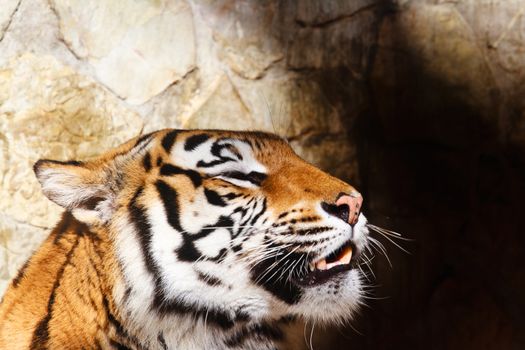 Fantastic specimen  of Bengal tiger posing placidly