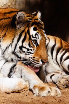 Fantastic specimen  of Bengal tiger posing placidly