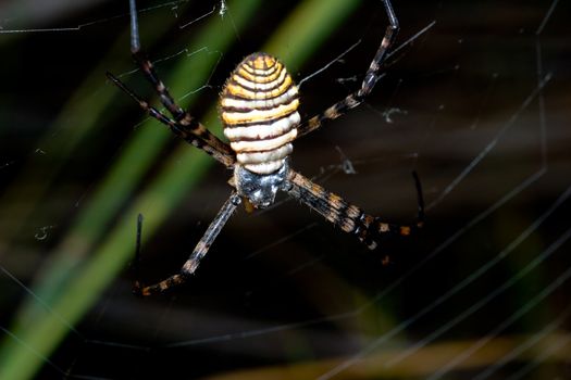 A spider,  Argiope bruennichi,  of considerable size and threatening aspect