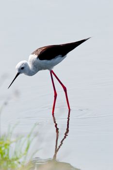 Black-Winged Stilt searching for some to eat