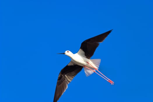 a little and beautiful Black-Winged Stilt airborne