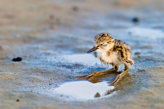 Black-Winged Stilt chick expecting its progenitors' return