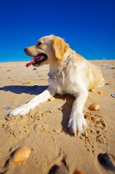 Nice specimen of dog of the race Golden Retriever