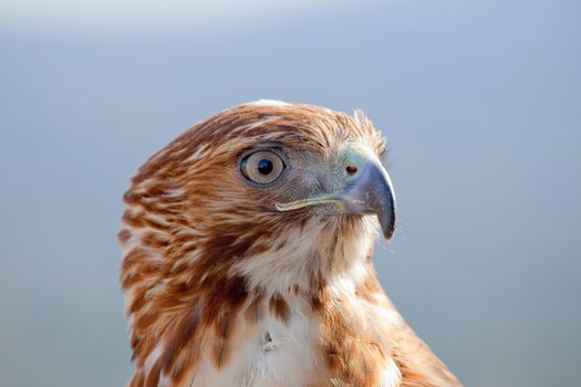 Fantastic eagle of red tail (Buteo jamaicensis) posing placidly