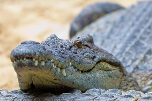 Detail of the head of a nile crocodile, Crocodylus niloticus