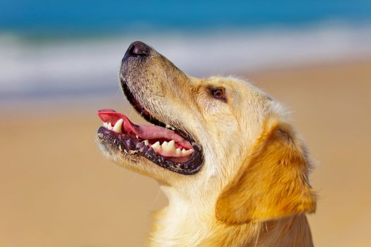Nice specimen of dog of the race Golden Retriever