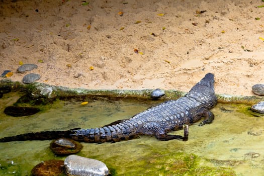 A beautiful specimen of nile crocodile, Crocodylus niloticus