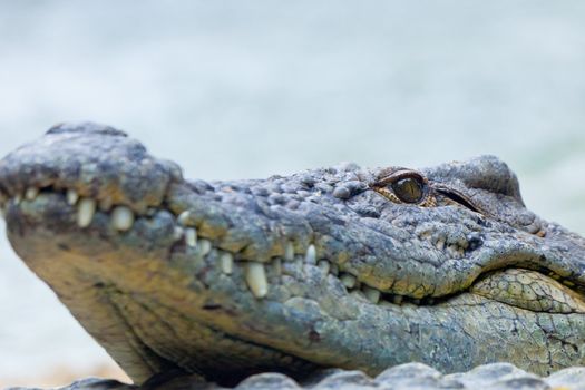 Detail of the head of a nile crocodile, Crocodylus niloticus
