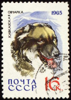 USSR - CIRCA 1965: stamp printed in USSR shows Caucasian Shepherd, series "Dogs", circa 1965