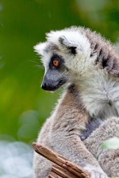 Beautiful specimen of Lemur of ring-shaped tail taking up a curious pose